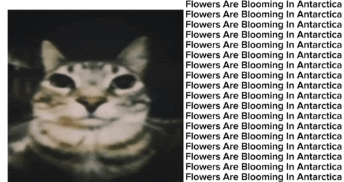 a picture of a cat with the words flowers are blooming in antarctica at the bottom