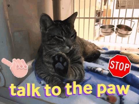 a cat is laying on a blanket with the words talk to the paw below it