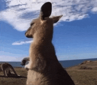 a kangaroo standing on its hind legs in front of the ocean .