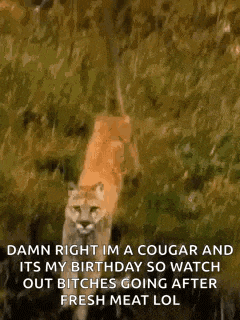 Big Cats Cougar GIF