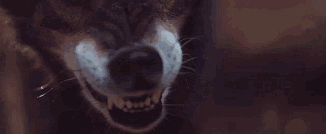 a close up of a dog 's face with a very angry look on its face .