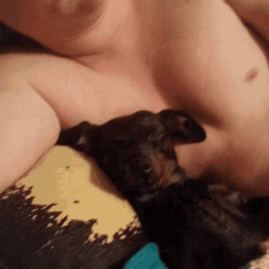 a person laying on a couch with a small dog laying on their chest