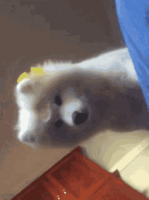 a stuffed polar bear laying on its back with a blue blanket