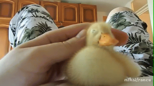 Duck GIF - Ducks Ducklings Cuddles GIFs