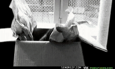 a black and white photo of a cat coming out of a cardboard box