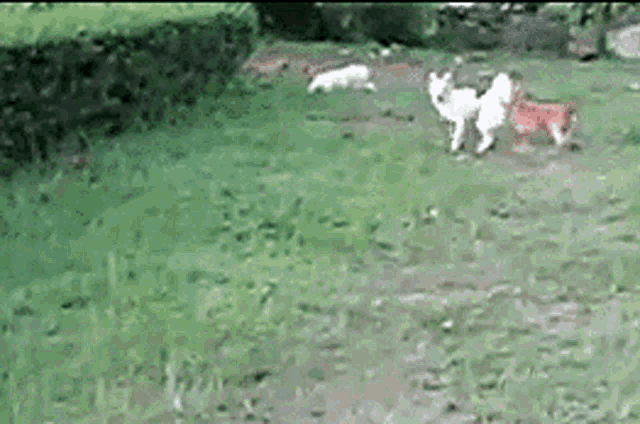 Dog Chase Oops GIF