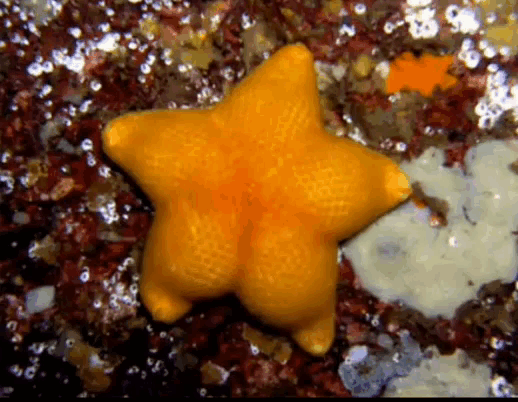 Starfish Twerk GIF - Starfish Twerk It Funny Animals GIFs