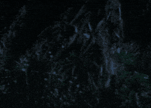 a dark forest with a few trees and plants