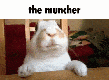 Rabbit Bunny GIF - Rabbit Bunny The Muncher GIFs