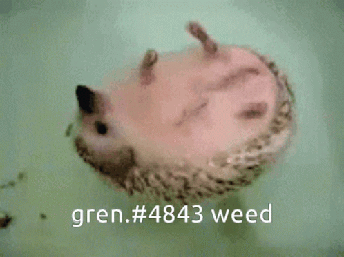 Weed Float GIF - Weed Float Porcupine GIFs