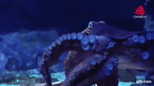 Octopus Sea Creature GIF - Octopus Sea Creature Animal GIFs