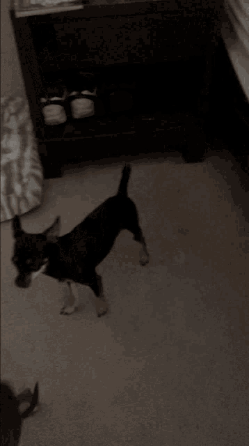 a small black dog standing next to a dresser with shoes on it
