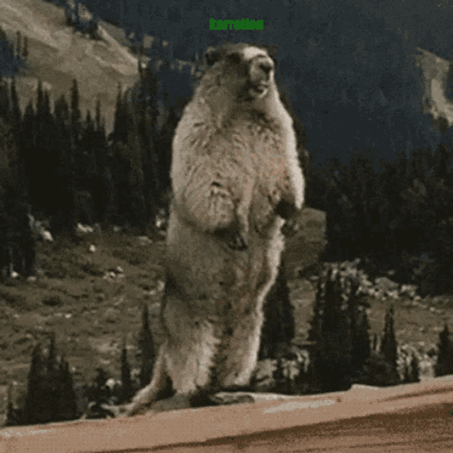 a ground squirrel standing on its hind legs with the word medic on the bottom