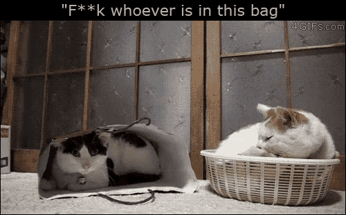 Bag Cat GIF - Bag Cat Your In My Spot GIFs