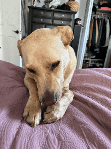 a dog laying on a bed chewing on a stick
