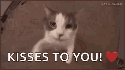a cat says kisses to you with a red heart .
