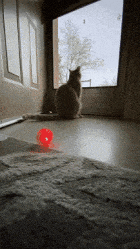 a cat sitting in front of a door with a red ball behind it