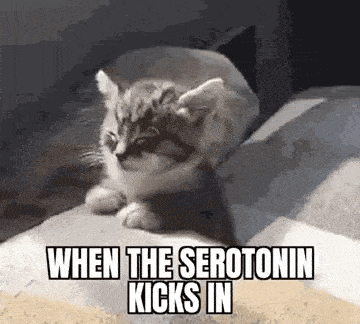 Serotonin Sleepy Cat GIF - Serotonin Sleepy Cat GIFs