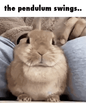 a rabbit is sitting on a person 's lap and looking at the camera with the words `` the pendulum swings . ''