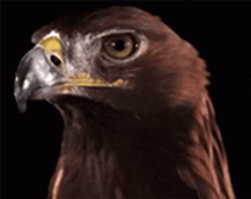 Eagle Eagle Eyes GIF - Eagle Eagle Eyes Stare GIFs