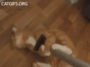 Cat Vacuum GIF - Cat Vacuum Cleaning GIFs