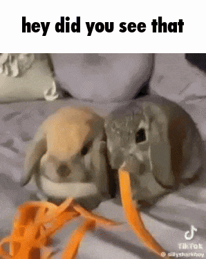 two rabbits are eating carrots on a bed and looking at each other .