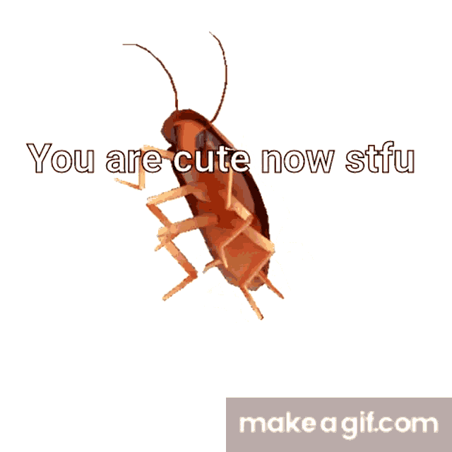 a cockroach with the words you are cute now stfu above it