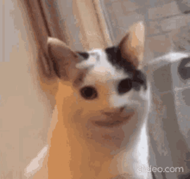 a close up of a cat with a funny face .