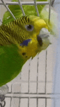 a close up of a yellow and green parakeet in a cage