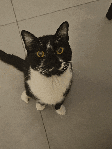 a black and white cat with yellow eyes looking up