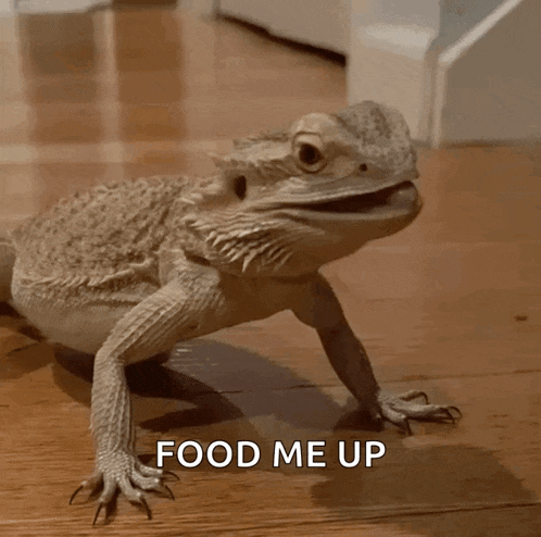 a lizard with its mouth open and the words " food me up " below it