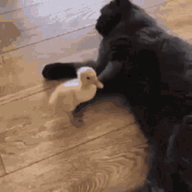 Destroyed Chick GIF - Destroyed Chick Cat GIFs
