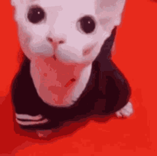 a white cat is wearing a black shirt and sitting on a red surface .