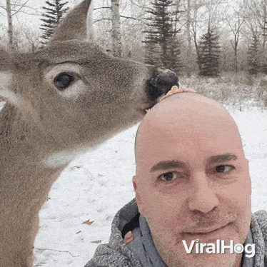 Feeding The Deer Viralhog GIF - Feeding The Deer Viralhog Using Head To Feed The Deer GIFs