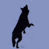 a silhouette of a dog on its hind legs reaching for a ball