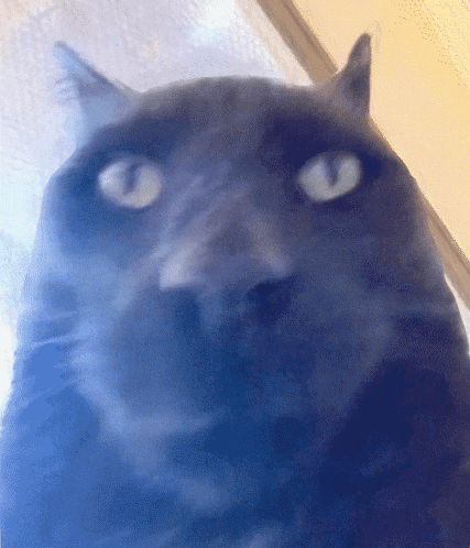 a close up of a cat 's face with blue eyes looking at the camera