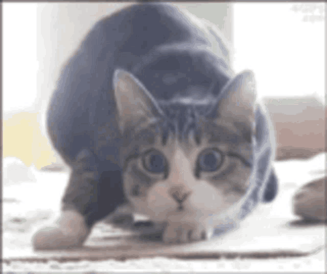 a gray and white cat is stretching on a rug .