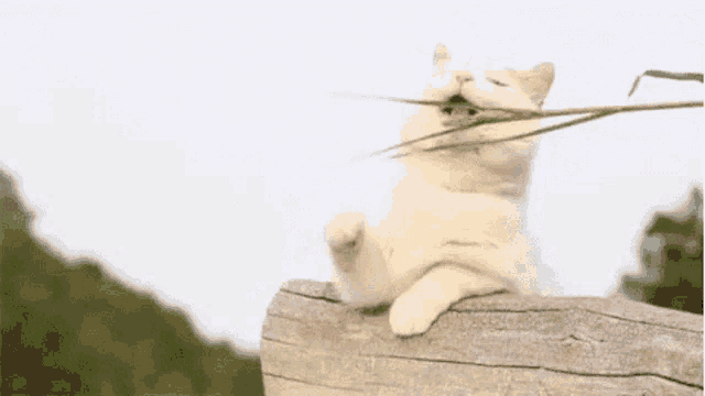 a white cat is sitting on a log with its mouth open