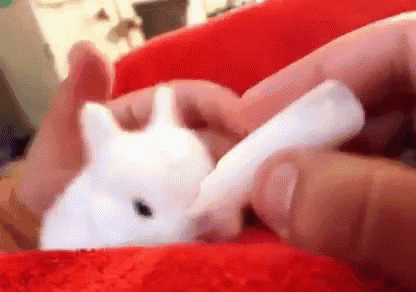 Baby Easter Bunny GIF - Littlehungrybunny Happyeaster Socute GIFs