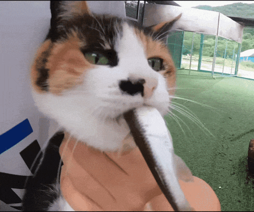 a calico cat is being held by a person while eating a stick