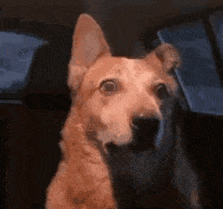 a brown dog is sitting in the back seat of a car .