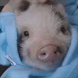Scrtach GIF - Pig Pigs Piggy GIFs