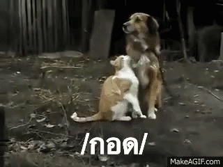 แมว กอด หมา รัก GIF - Cat Dog Hug GIFs