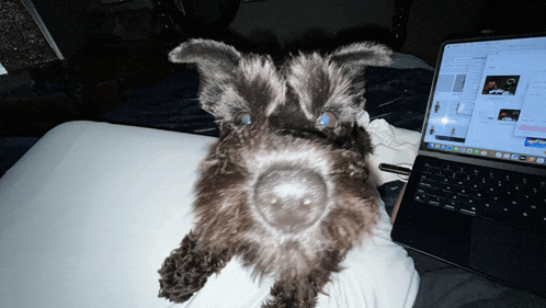 a small dog is laying on a bed next to a laptop computer