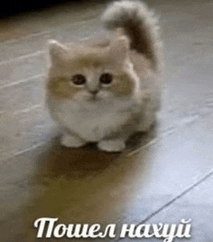 a small cat is standing on a wooden floor .