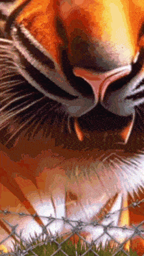 a tiger is behind a barbed wire fence