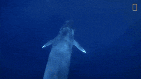 a whale is swimming in the ocean with a national geographic logo behind it