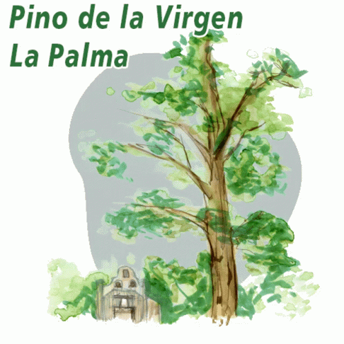 La Palma El Paso GIF - La Palma El Paso Pino De La Virgen GIFs