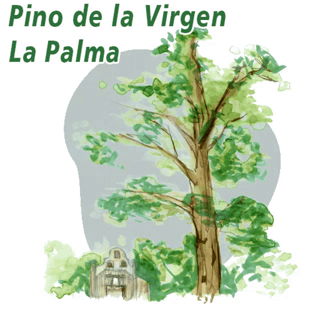 a drawing of a tree with the words pino de la virgen la palma written above it