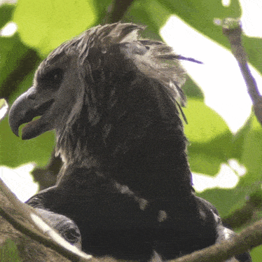 Looking Around Harpy Eagle GIF - Looking Around Harpy Eagle Robert E Fuller GIFs
